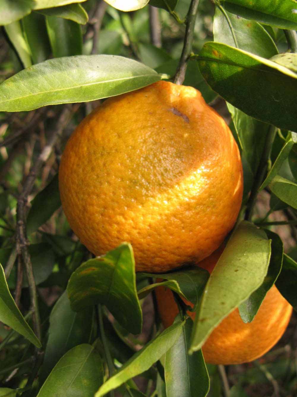              Fruit (Winter Haven, FL)       